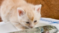 Zašto mačke ne mogu biti riba